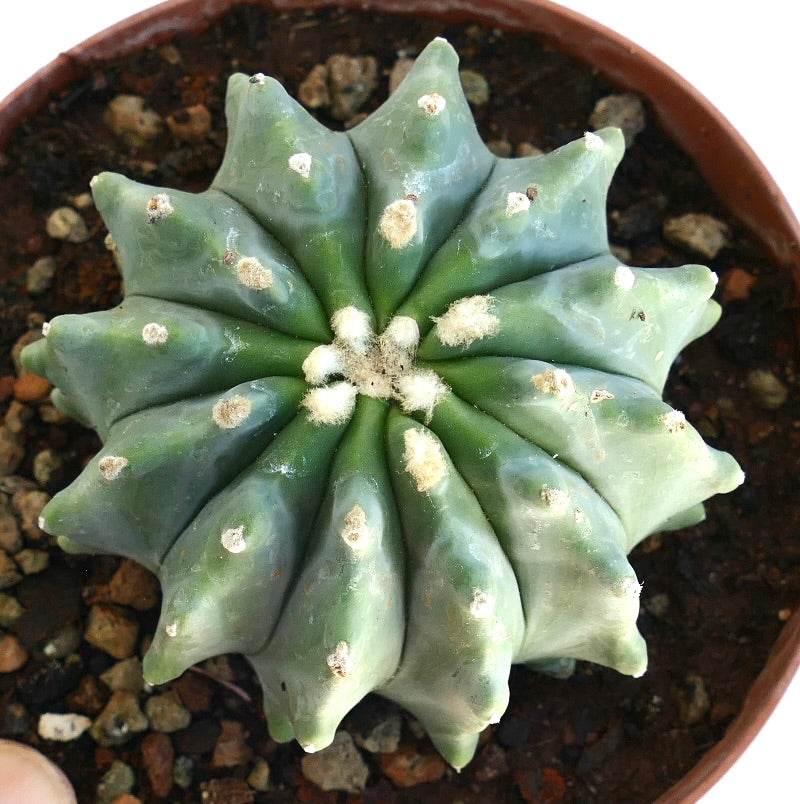 Ferocactus glaucescens rare succulent cactus with blue-green ribs and white woolly areoles