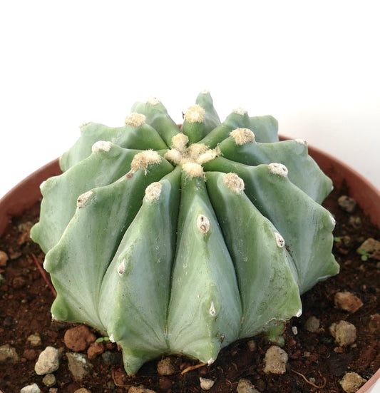 Ferocactus glaucescens cv URASAKI succulent cactus with ribbed blue-green body and woolly areoles