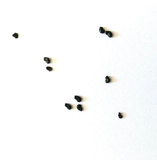 Ferocactus glaucescens var. inermis X rectispinus cactus seeds scattered on white background