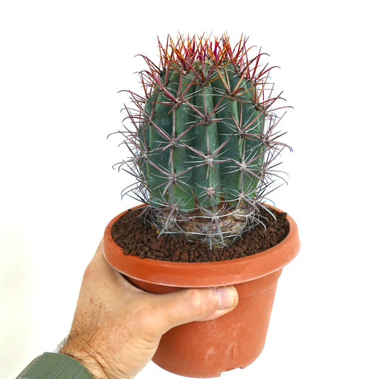 Ferocactus gracilis liten rund kaktus med tette, lange rødbrune torner i terrakottakrukke
