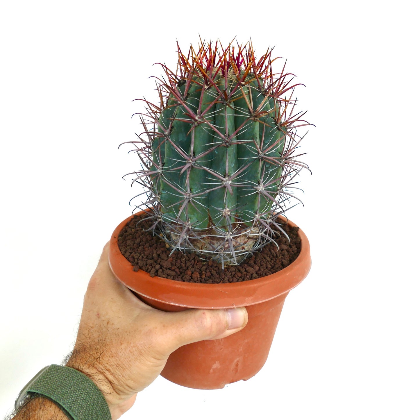 Ferocactus gracilis small round cactus with sharp reddish spines in terracotta pot held by hand