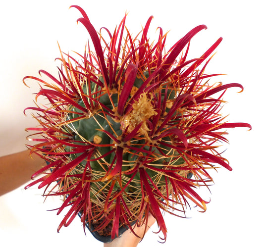 Ferocactus gracilis plant with big red hooked spines and green body. Picture taken from top side.