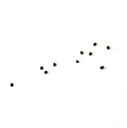 Ferocactus hamatacanthus seeds scattered on white background for cactus propagation