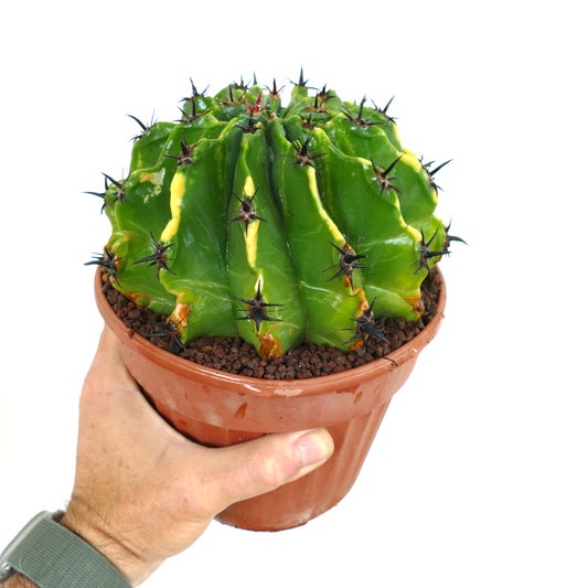 Ferocactus horridus var. brevispinus succulent cactus with thick green ribs and sharp dark spines