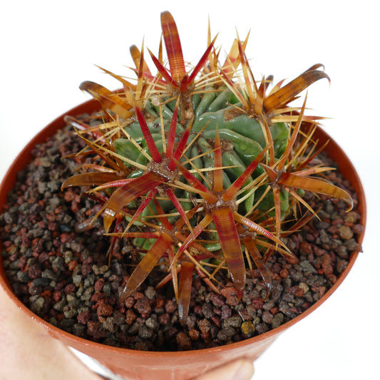 Ferocactus latispinus cactus succulento con spine spesse curve rosse e arancioni in vaso