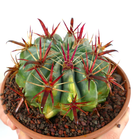 Ferocactus latispinus succulent cactus with thick green ribs and long red spines in pot