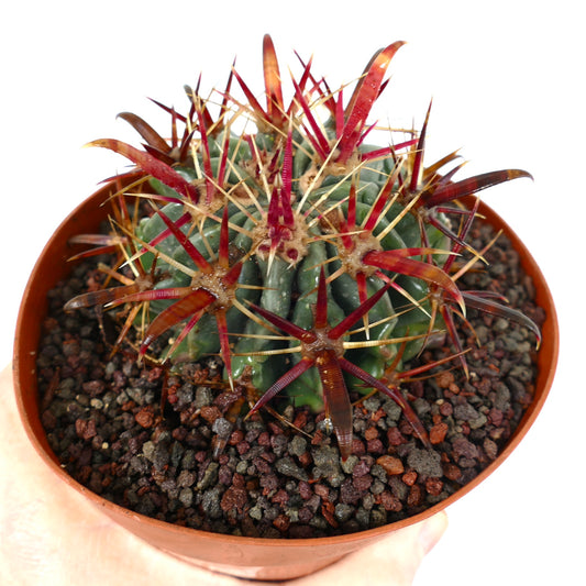 Ferocactus latispinus succulent cactus with thick green body and long red spines in pot