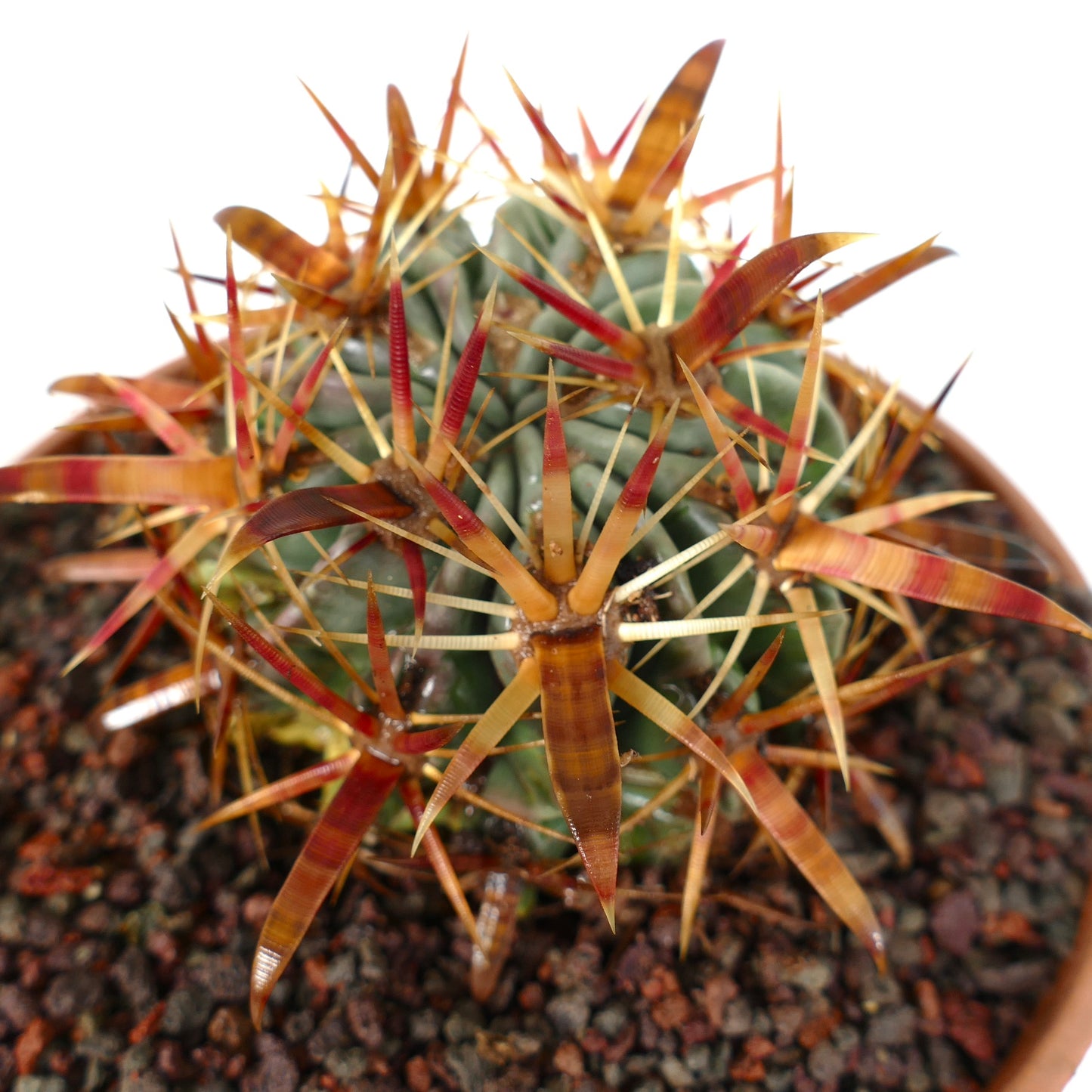 Ferocactus latispinus succulent cactus with thick, curved reddish-brown spines and green body