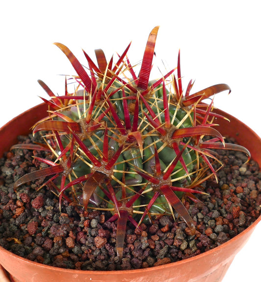 Ferocactus latispinus succulent cactus with thick red and yellow spines in terracotta pot