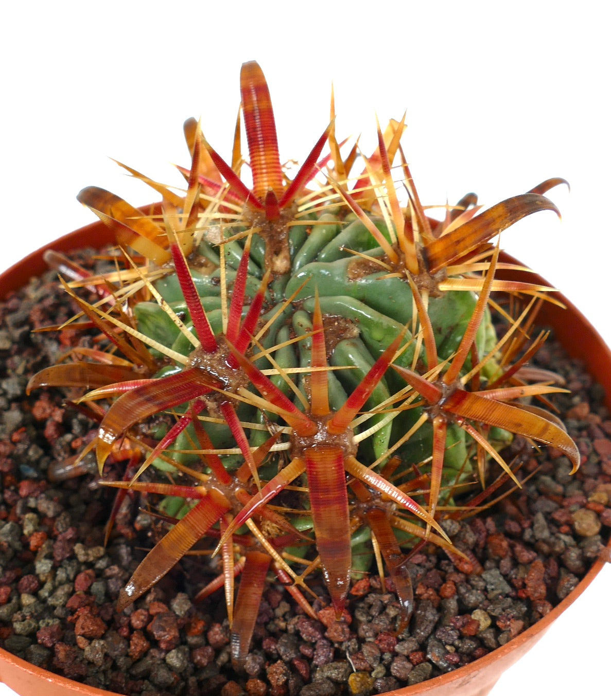 Ferocactus latispinus succulent cactus with thick red and orange strong spines in pot