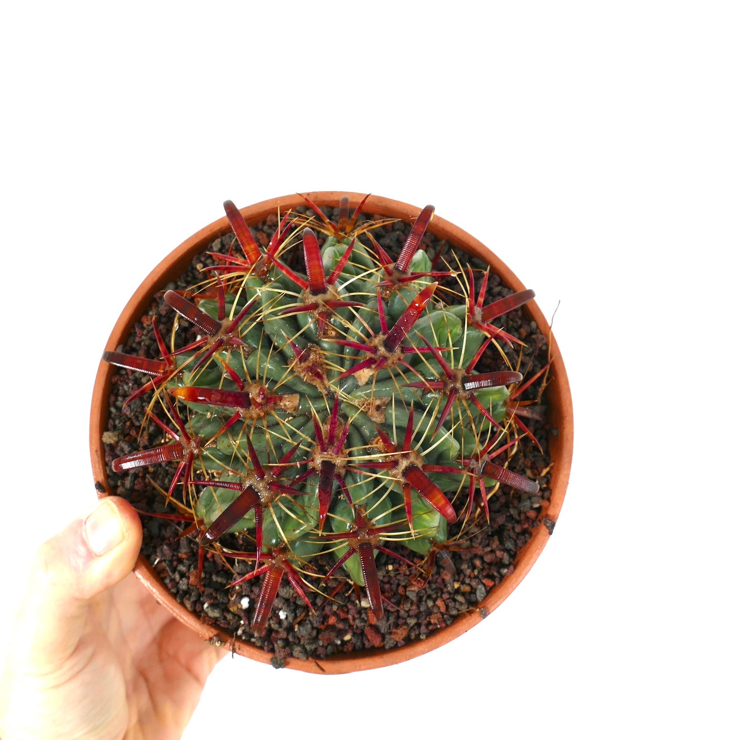 Ferocactus latispinus succulent cactus with thick green body and prominent red spines in pot