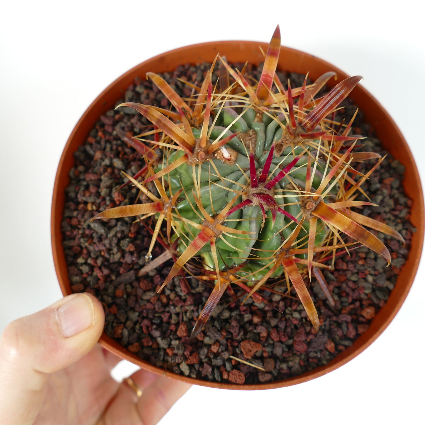 Ferocactus latispinus cacto suculento com corpo verde grossa e longos espinhos vermelho-amarelados em vaso