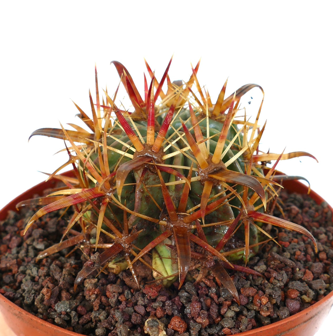 Ferocactus latispinus sukkulent kaktus med tykke rødlige og gule torner i potte