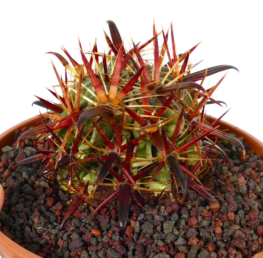 Ferocactus latispinus cactus with thick red and brown spines in terracotta pot