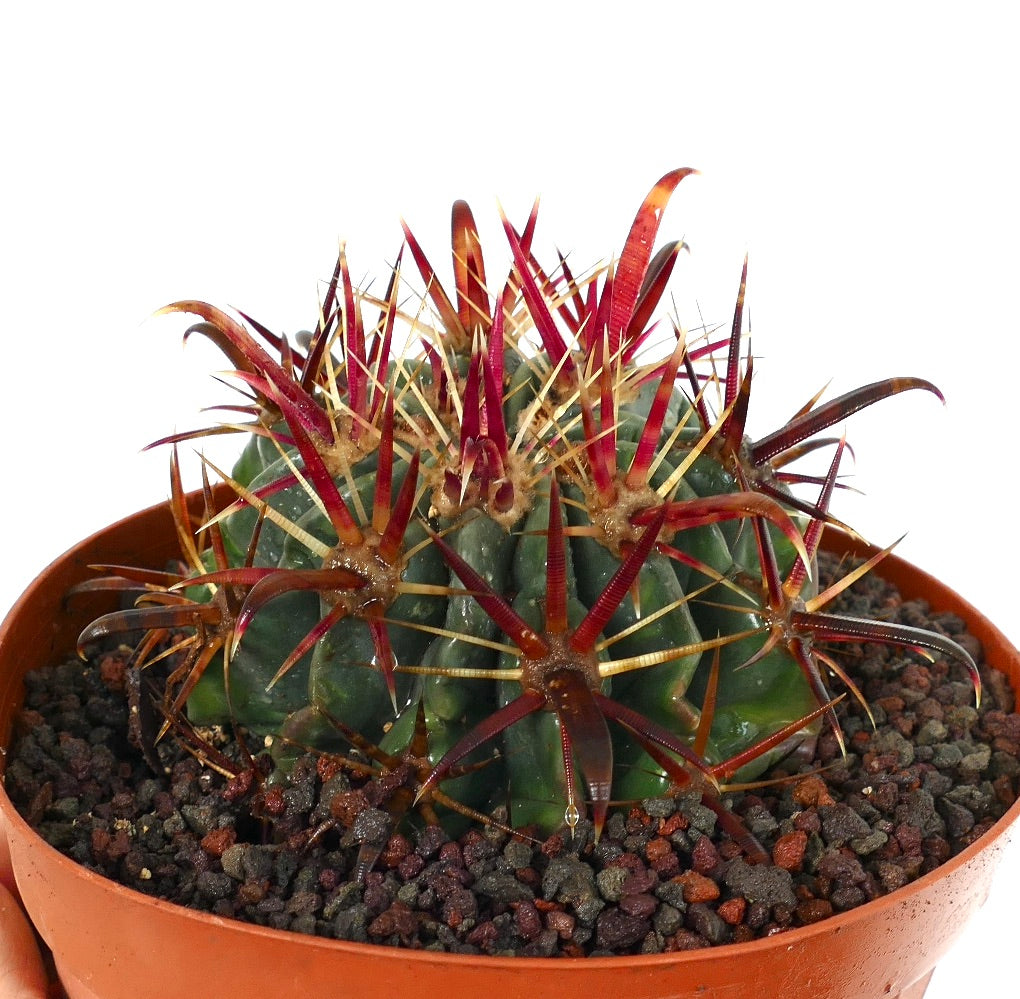 Ferocactus latispinus suculento cacto com corpo verde espesso e longos espinhos vermelhos vibrantes em vaso