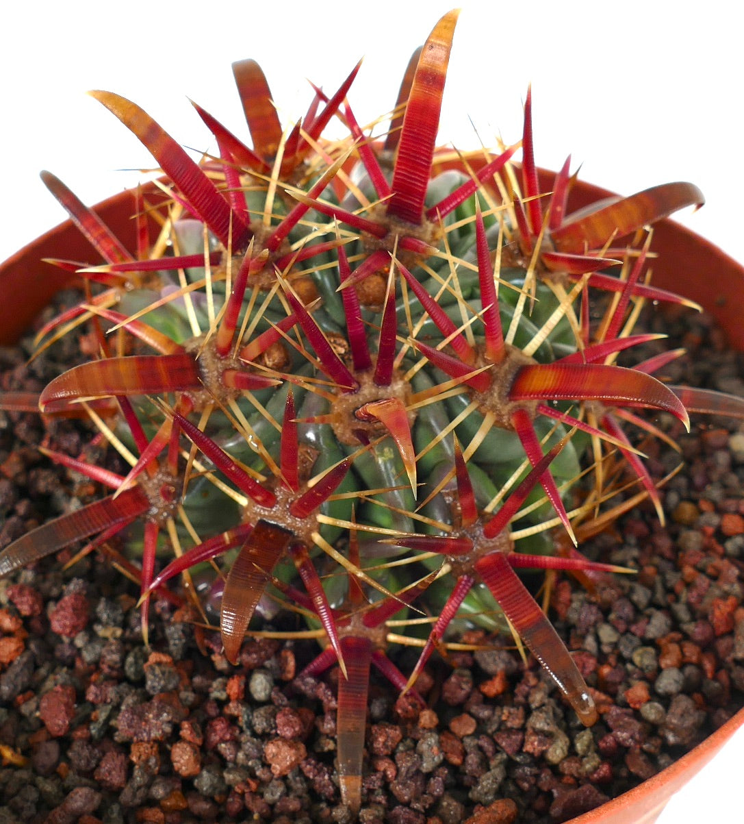 Ferocactus latispinus succulent cactus with thick red and yellow curved spines in pot