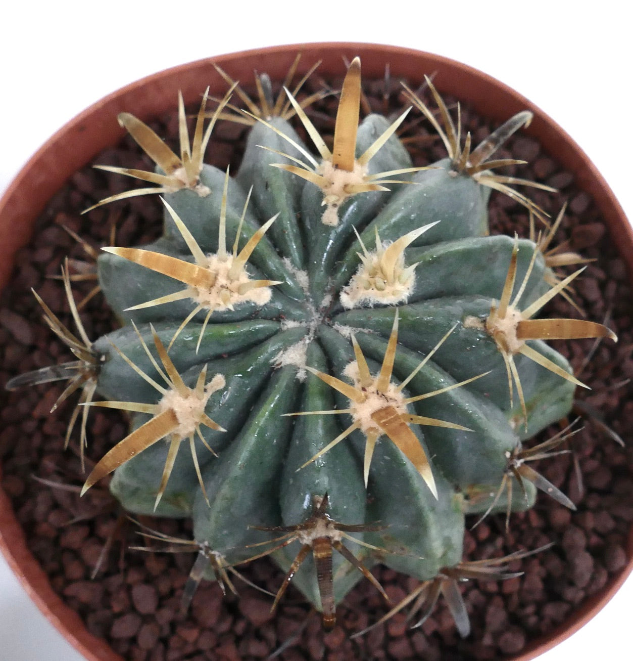 Ferocactus latispinus sukkulent kaktus med tykke gule torner og ribbet mørkegrønn kropp