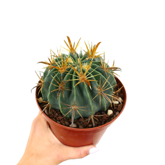 Ferocactus latispinus var. flavispinus succulent cactus with prominent yellow spines in terracotta pot