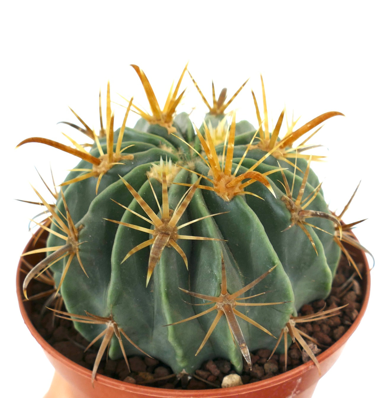 Ferocactus latispinus var. flavispinus, cactus succulento con costolature verdi spesse e spine gialle prominenti