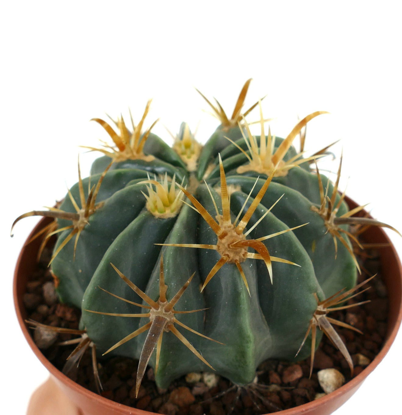 Ferocactus latispinus var. flavispinus succulent cactus with thick green ribs and long yellow spines