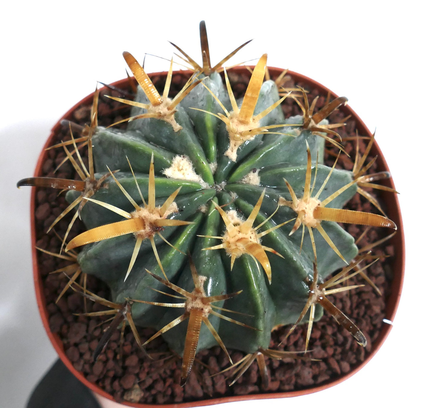 Ferocactus latispinus var. flavispinus sukkulent kaktus med tykke grønne ribber og tydelige gule pigger