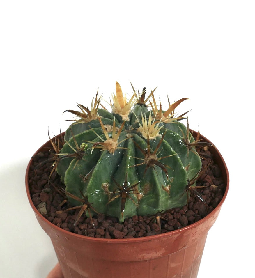 Ferocactus latispinus var. flavispinus saftig kaktus med tykke gule og brune pigger i potte