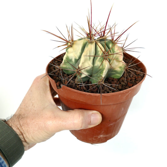 Ferocactus longispinus small variegated cactus with thick spines in terracotta pot