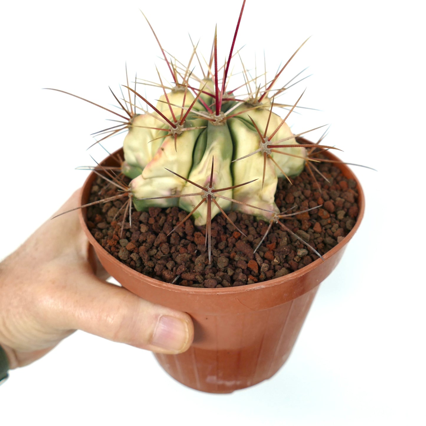Ferocactus longispinus small variegated cactus with sharp reddish spines in pot
