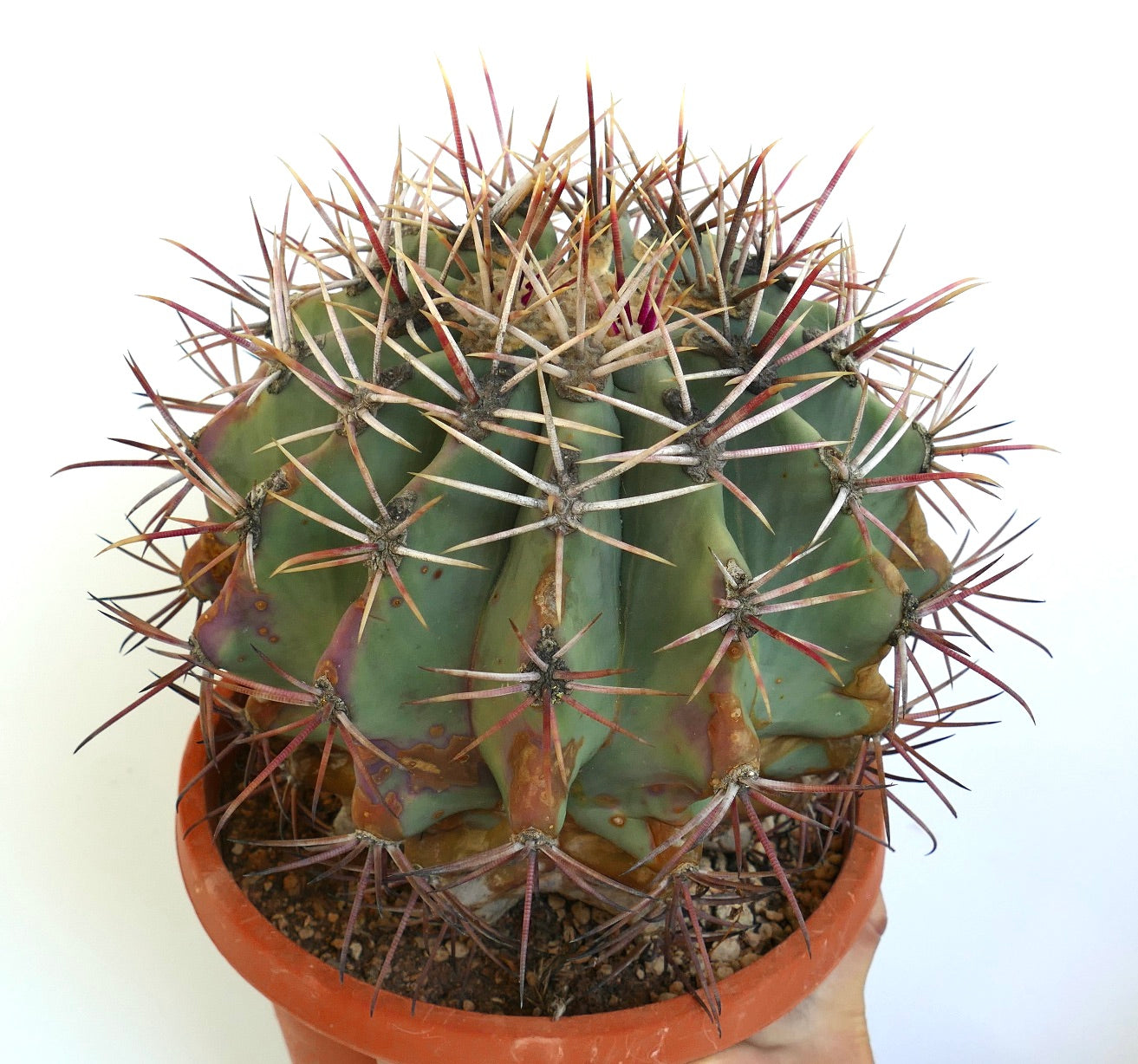 Rare Ferocactus penninsulae X santamaria succulent with long reddish spines and green body