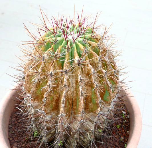 Ferocactus pilosus cactus with aged ribbed body and long reddish spines in terracotta pot