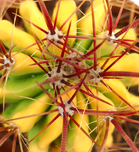 Ferocactus stainesii var. pilosus cactus with vibrant yellow-green variegated body and long red spines