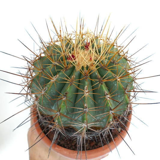 Ferocactus pottsii var. alamosanus sukkulent kaktus med tykke grønne ribber og lange gule torner