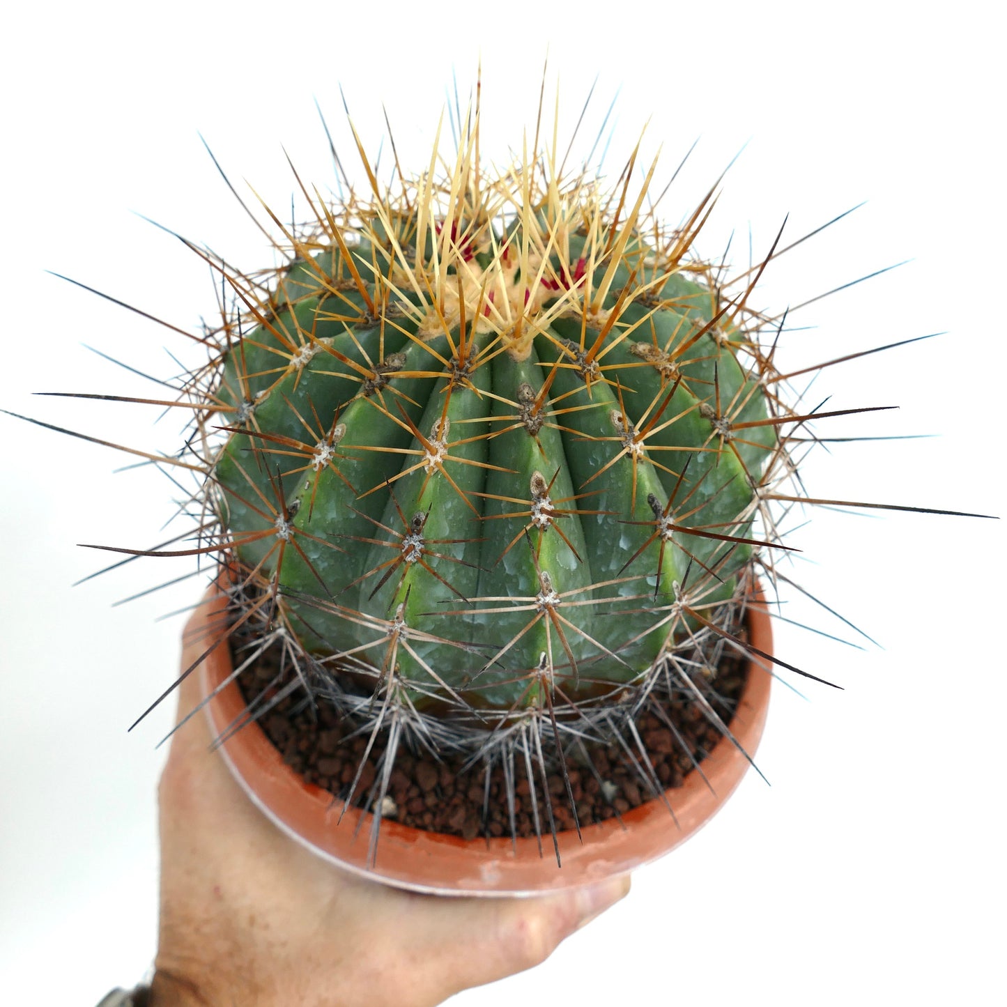 Ferocactus pottsii var. alamosanus green cactus with long yellow and brown spines in terracotta pot