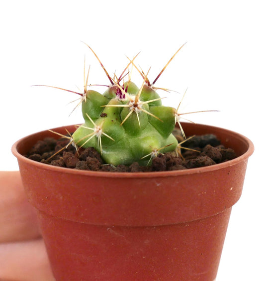Ferocactus rectispinus X Echinocactus grusonii hybrid small green cactus with long sharp spines in pot
