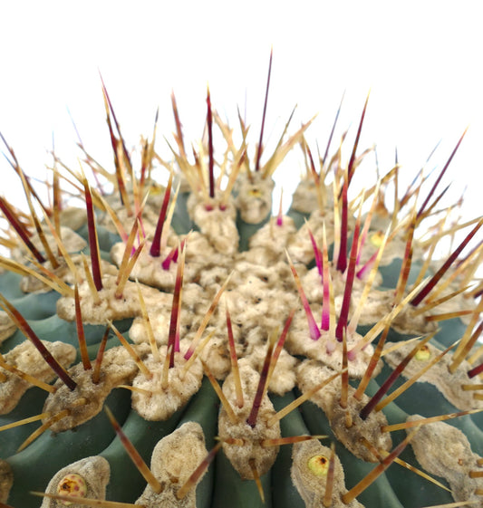 Ferocactus santa-maria X Ferocactus glucescens sukkulent kaktus med tykke pigger og ullaktige areoler nærbilde