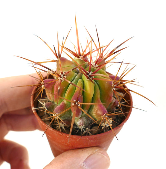 Ferocactus stainesii succulent cactus with vibrant red-green body and long sharp spines in small pot