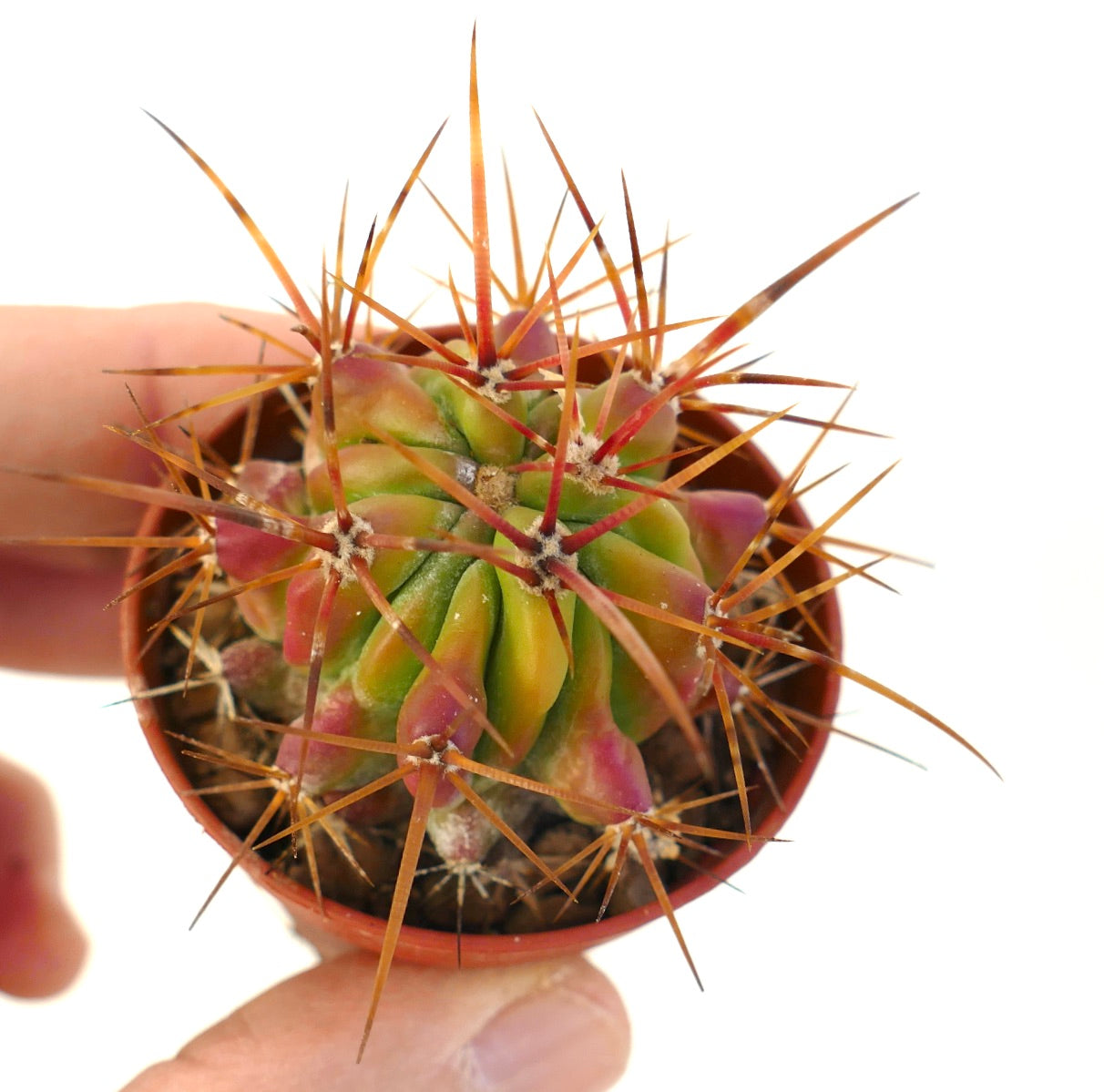 Ferocactus stainesii kleine bonte cactus met lange roodachtige stekels en groen-paars lichaam