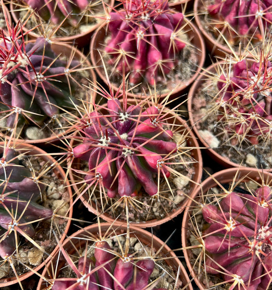 Ferocactus stainesii succulent cactus with vibrant red ribs and long sharp spines in pots