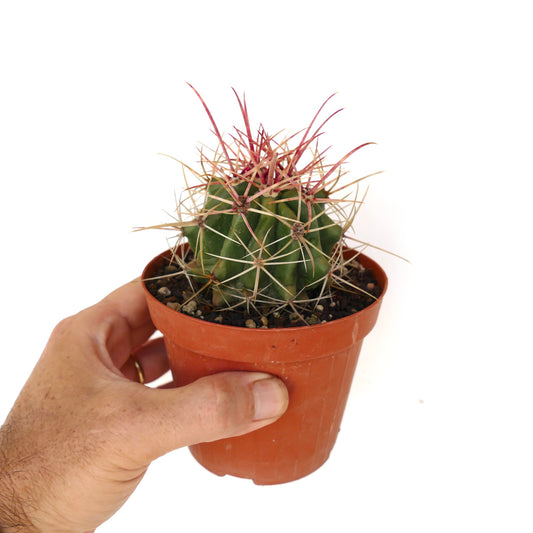 Ferocactus stainesii X Ferocactus rectispinus small green cactus with long reddish and white spines in pot