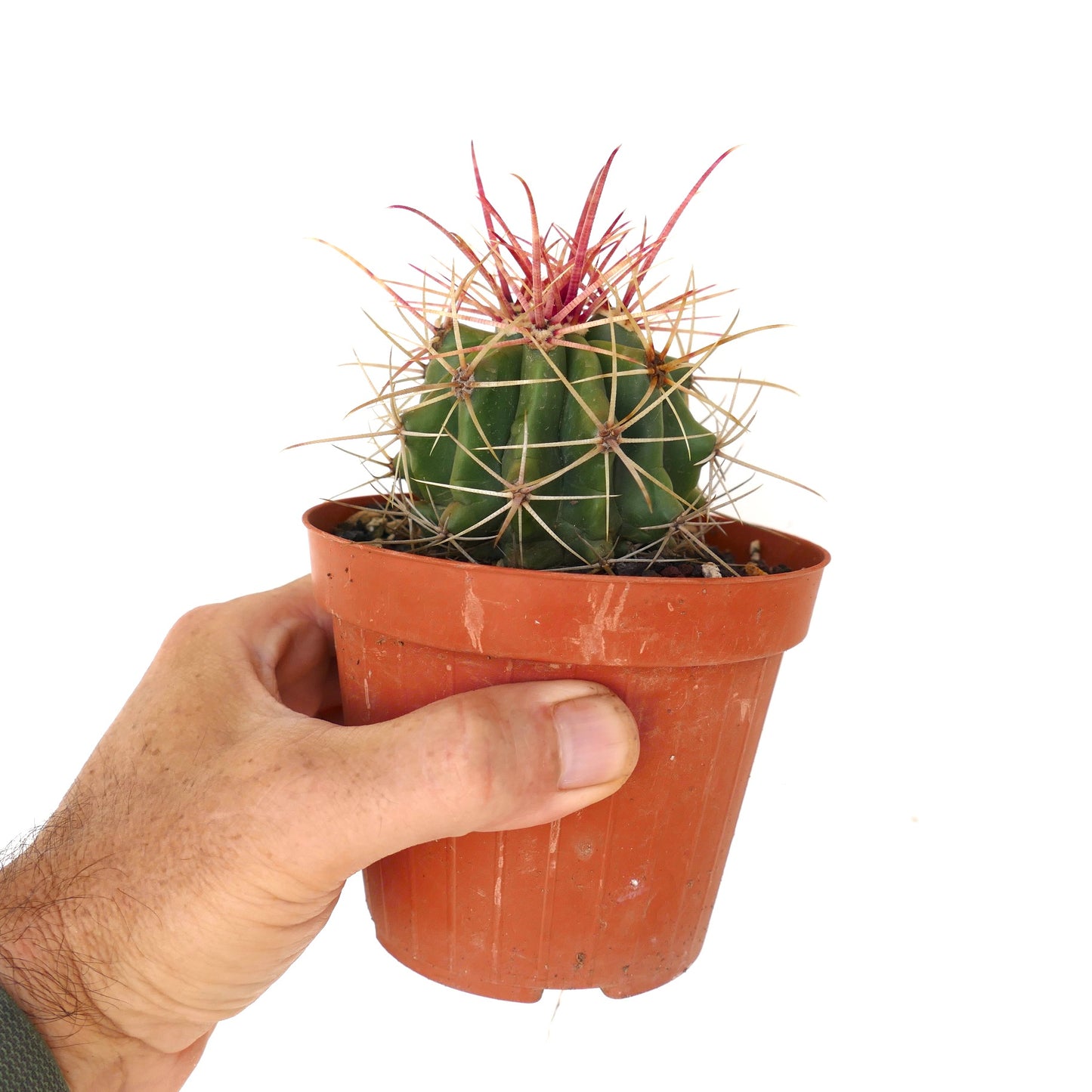 Ferocactus stainesii X Ferocactus rectispinus small green cactus with long reddish and beige spines in pot