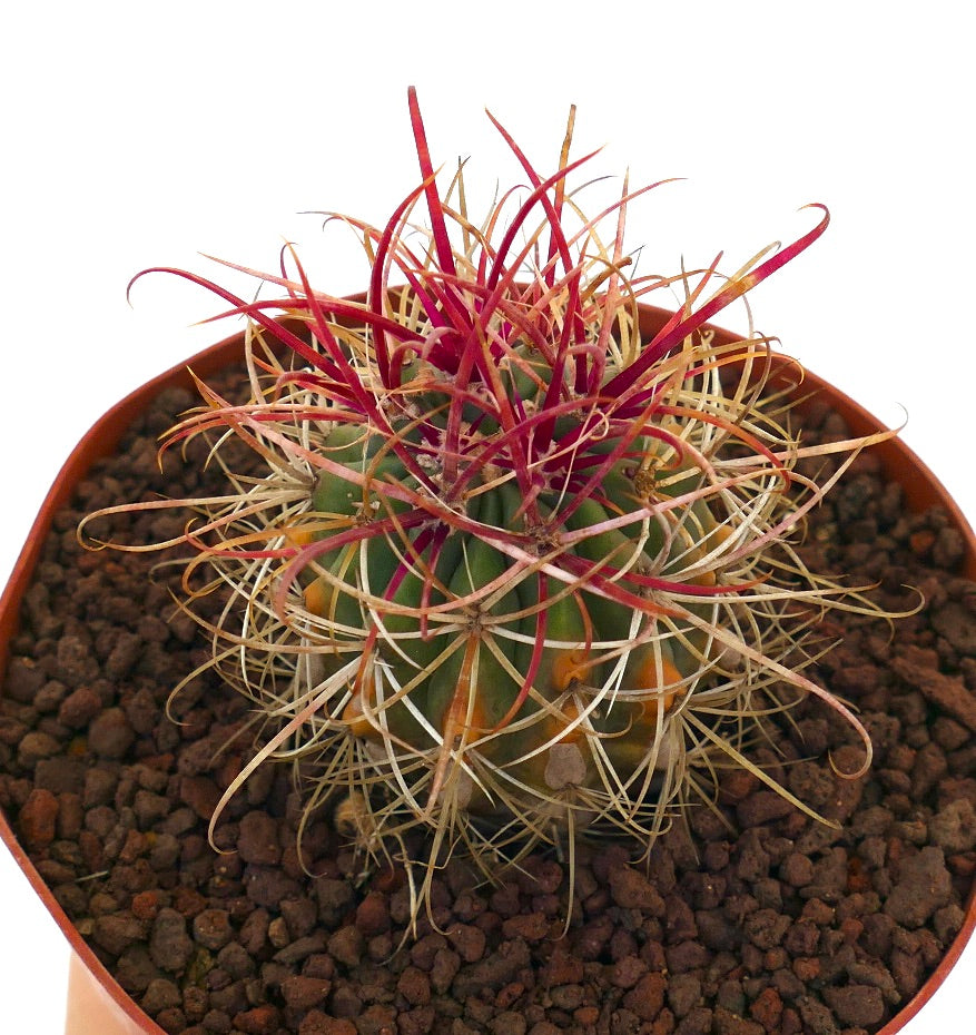 Ferocactus var. lecontei cactus with vibrant red and yellow curved spines in pot