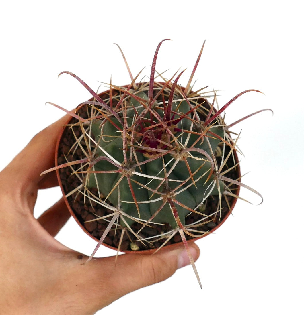 Ferocactus wislizenii X Ferocactus longispinus succulent cactus with long curved reddish spines in small pot