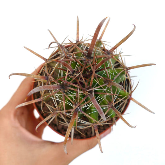 Ferocactus wislizenii var. herrerae succulent cactus with long curved brown spines in small pot