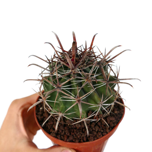 Ferocactus wislizenii var. herrerae small green cactus with long curved brown spines in pot