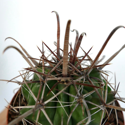 Ferocactus wislizenii var. herrerae succulent cactus with long curved and sharp brown spines close-up