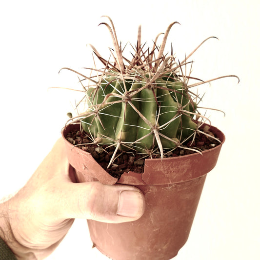 Ferocactus wislizenii var. herrerae cactus with thick curved spines in a small brown pot held by hand