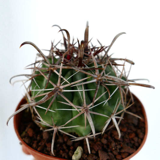 Ferocactus wislizenii var. herrerae succulent cactus with thick curved spines and ribbed green body