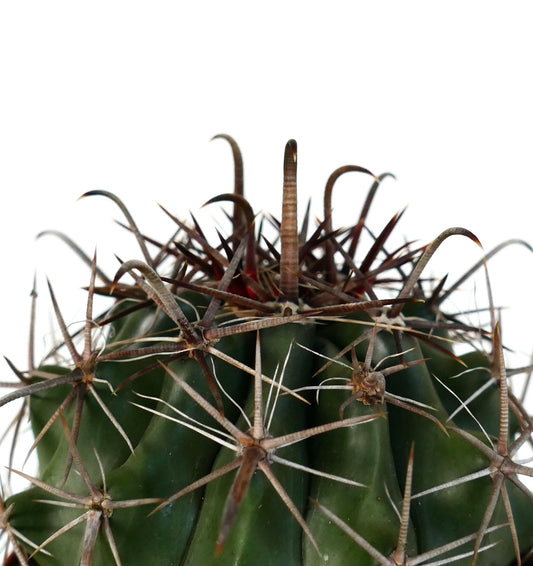 Ferocactus wislizenii var. herrerae succulent cactus with dark curved spines and ribbed green body