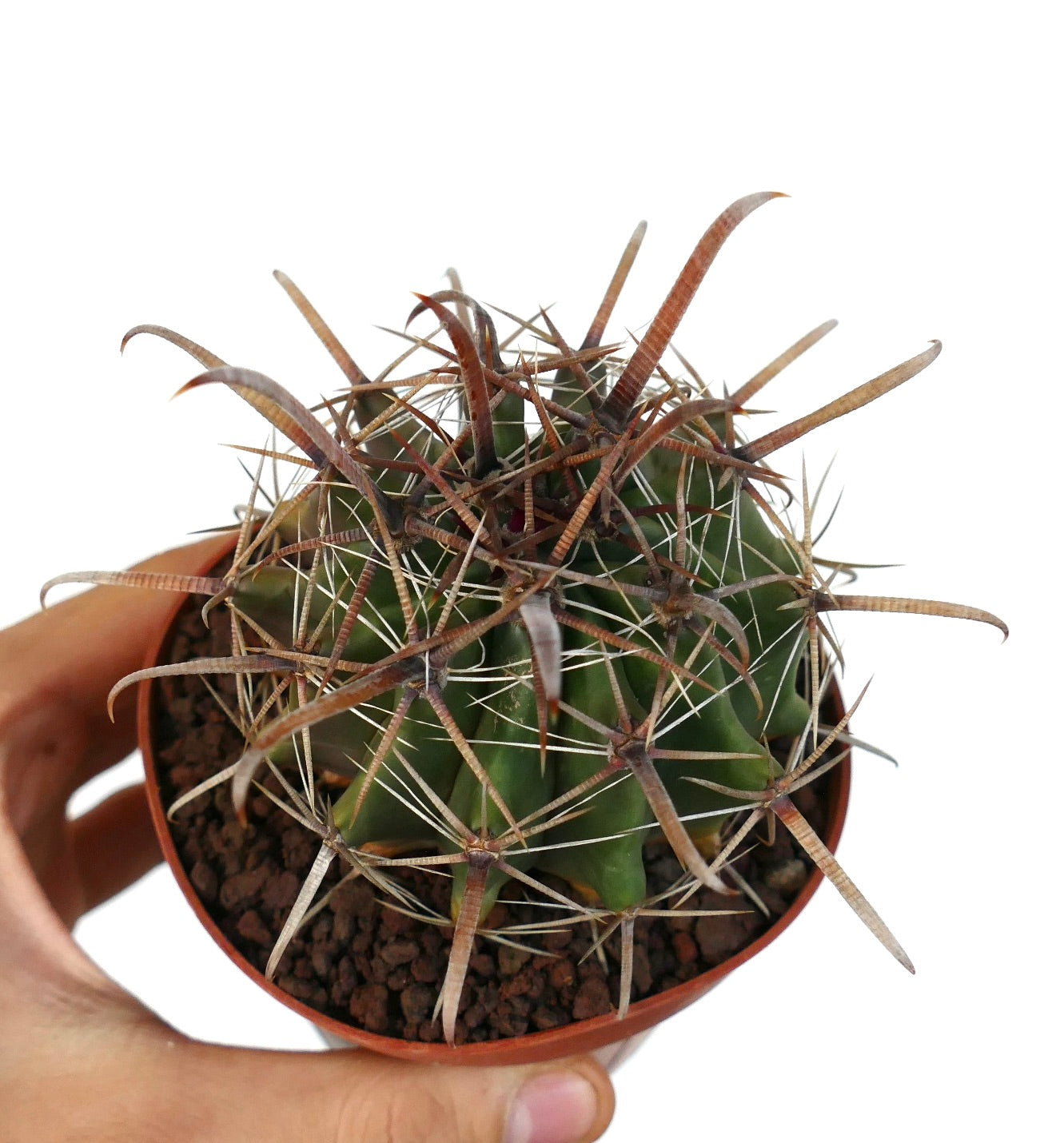 Ferocactus wislizenii var. herrerae succulent cactus with long curved brown spines in small pot