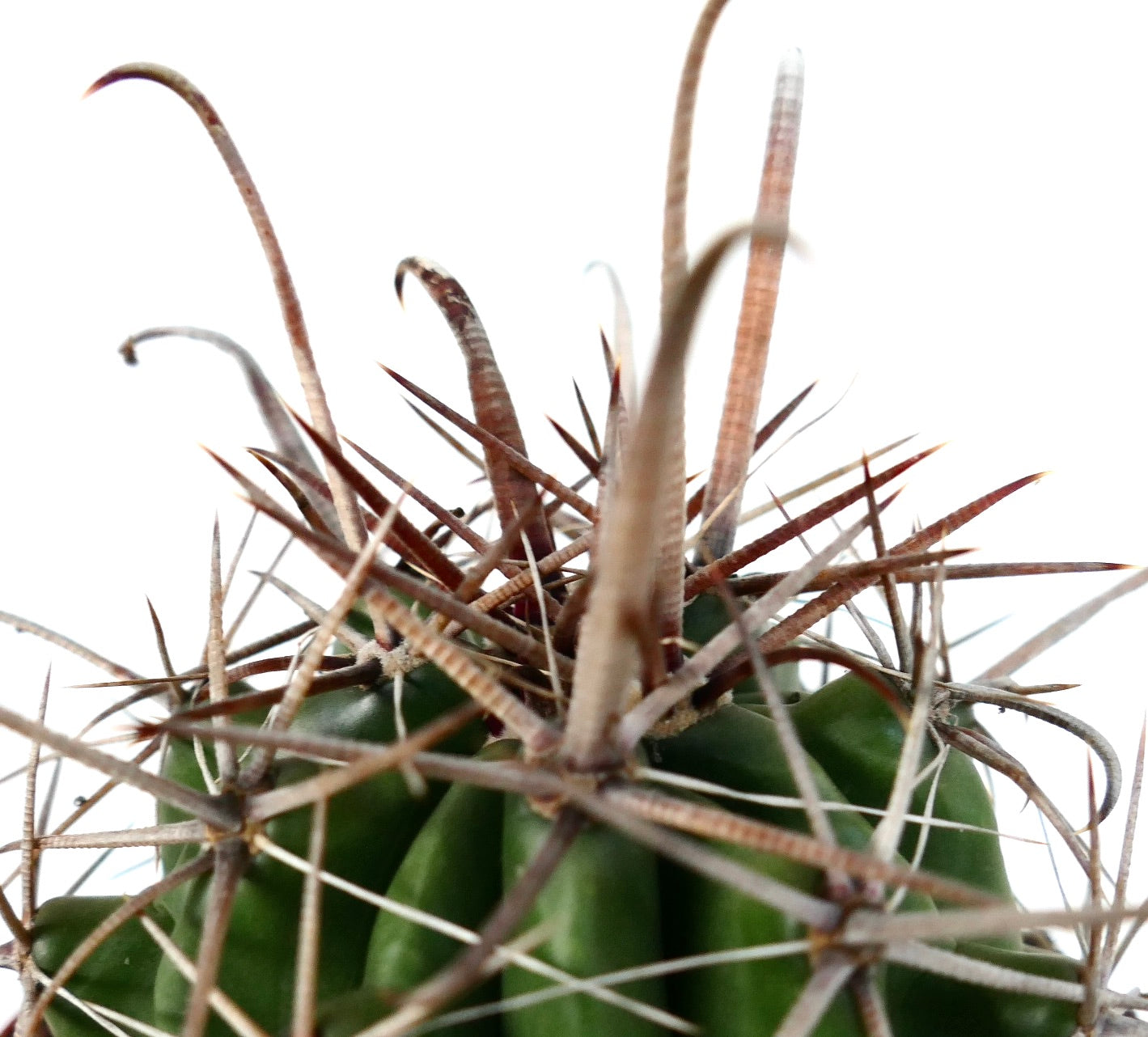 Ferocactus wislizenii var. herrerae succulent cactus with long curved brown spines and green ribbed body